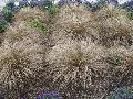 Toffee Twist Sedge / Carex flagellifera 